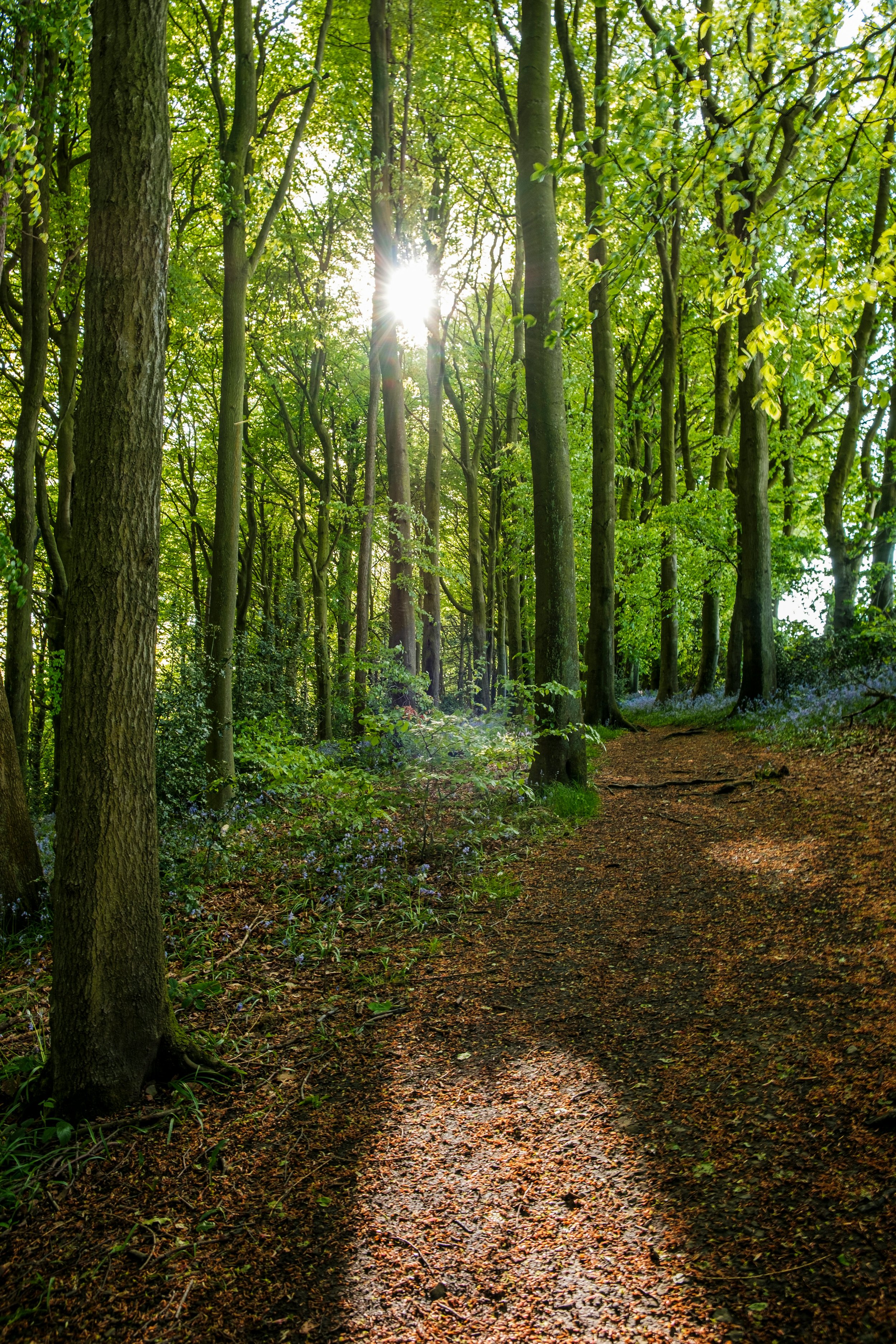 Woodland breaks