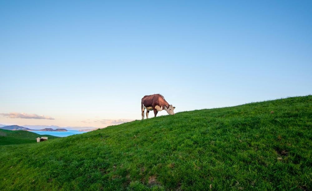 New Zealand farmers and residents find common ground